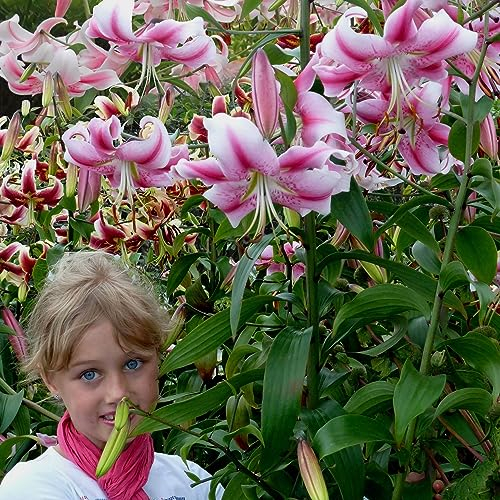 Lirios gigantes de Anastasia (3 bulbos), bulbos de flores resistentes al invierno de Holanda para plantar en el jardín (Anastasia)