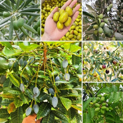 30 pcs Oliven Samen Winterhart Olivenbaum, bio saatgut, alte sorten saatgut Olivenbaum Samen Kaufen - säulenobstbäume, exotische pflanzen winterhart pflanzen samen säulenobstbäume