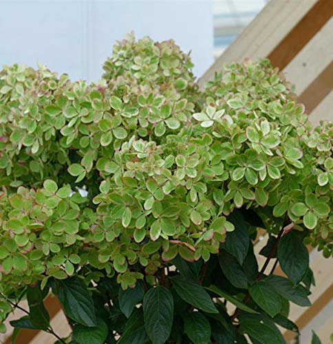 Rispenhortensie Pastelgreen 30-40cm - Hydrangea paniculata