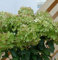 Rispenhortensie Pastelgreen 30-40cm - Hydrangea paniculata