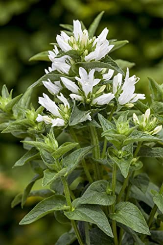 Campanula glomerata 'Alba' ca. 9x9 cm Topf - Knäuel-Glockenblume, weiße Blüten, Blütezeit Juni-August, ideal für Rabatten, bienenfreundlich, pflegeleicht