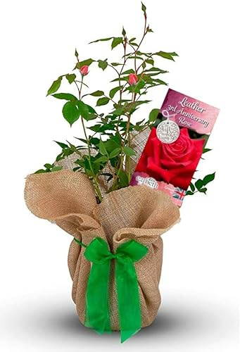 Carbeth Plants Leather 3rd Wedding Anniversary Rose Gift Wrapped in 3L Pot - Rich Red Rose Plant for Gifting, Loved Ones & Special Occasions