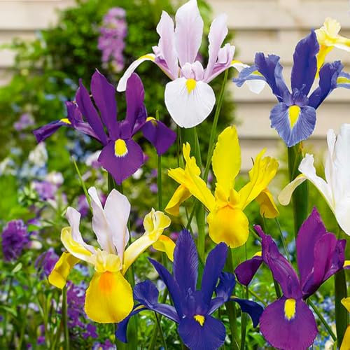 Bloomique - Mischung aus 50 - Iris Hollandica - Holländische Schwertlilie - Farbmischung - Blumenzwiebeln - Frühlingsblüte - Mehrjährige Pflanzen - Wird bis zu 50-60 cm groß