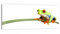 DEQORI Glasbild Echtglas | Motiv Neugieriger Frosch | horizontal einteilig 150x60 cm | schöne Dekoration | Wandbild für Wohnzimmer, Schlafzimmer, Flur & Küche | moderne Wanddeko