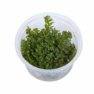 Rotala rotundifolia 'Green' - in-Vitro - Plante Vivante Aquarium