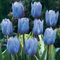 Winterhart Zwiebeln Blumenzwiebeln MehrjäHrig Winterhart Indisches Blumenrohr Samen Canna Pflanze Knolle Winterhart Pflegeleichte Gartenbepflanzung Im Freien-25bulbs-B