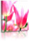 Fotoatelier Dirk Haas Premium Acrylglasbild XXL - Natur - Blumenfotos - Blume - Tulpen - Bilder - Frühlingsblumen - Acrylglas : 100 cm x 100 cm