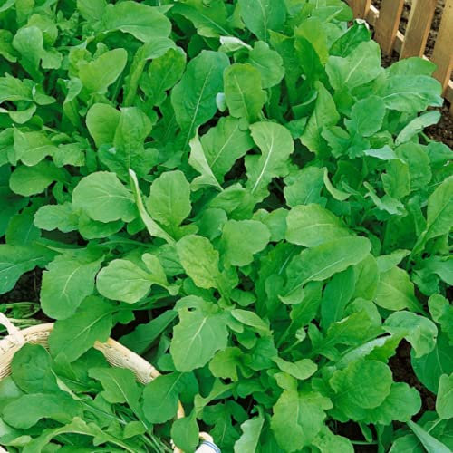 Erba di semi di rucola - Germinazione di grani di erba roquette x 50 grani ambientali