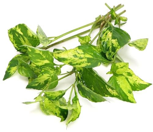 K2AQUA Hygrophila Variegata Live Aquarium Plant Unique Green and White Variegated Leaves Easy Care Low Maintenance Midground Background Freshwater Tropical Tank Shrimp Safe Beginner Friendly
