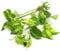 K2AQUA Hygrophila Variegata Live Aquarium Plant Unique Green and White Variegated Leaves Easy Care Low Maintenance Midground Background Freshwater Tropical Tank Shrimp Safe Beginner Friendly