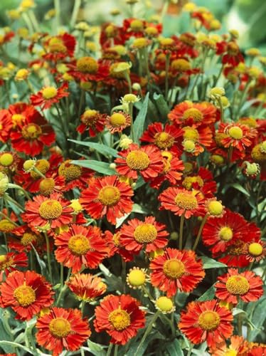 Sonnenbraut 'Mahagoni' im Topf Helenium winterhart Schnittblume mehrjährig | Helenium, aufrecht buschig, 80-120 cm, rotbraune Blüte Juli-September, sonnig, Staudenbeet, winterhart bis -20 °C