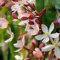 Immergrüne Waldrebe 'Apple Blossom' - Der topf/Ø 9cm / Lieferhöhe 30-50cm
