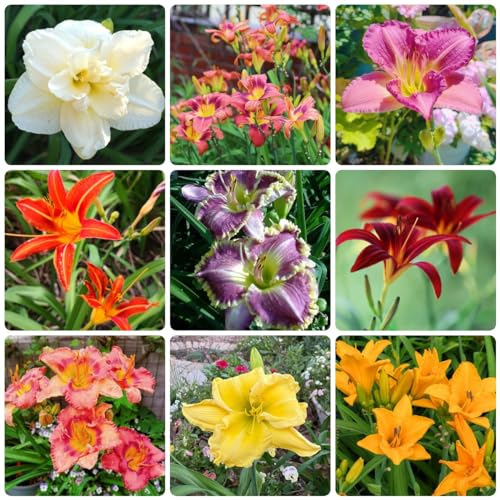 100 Pcs Taglilien Kaufen Samen - Blütenmix, Stauden Winterhart Mehrjährig, Deko Blumen,Gaura Lindheimeri, Pflanzen Garten, Winterharte Pflanzen Für Garten, Garten Geschenk, Wildblumenmischung