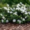 GardenersDream Gardenia Jasminoides 'Crown Jewel' - Jasmin Etoile Odorant - Arbustes Persistants en Pot - Arbustes à Fleurs - JASMIN PLANTE en Pots pour Jardin ou Balcons