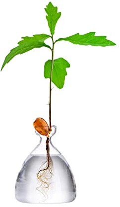 Maveite Acorn Tree Growing Vase Acorn Seed Starter Pflanzgefäß Kit Hydrokultur Terrarien Topf Deko Glas Anzuchtvasen Gartenarbeit
