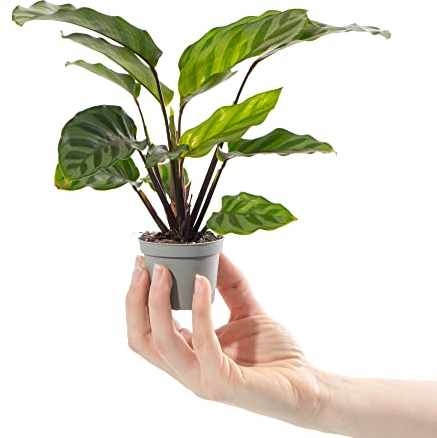 Mini Pianta Zebra Calathea Freddie Pianta Tropicale da Appartamento a Righe Vaso 6 cm