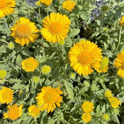 Nouvelles graines de fleurs de gaillarde fraîches 100 pièces