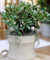 Geldbaum Crassula, 1 Pflanze Zimmerpflanze pflegeleicht Zimmerpflanze