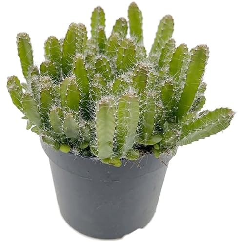 Fangblatt - Hylocereus undatus TUFF - Drachenfrucht Kaktus - exotischen Pitaya - Schlangenkaktus - pflegeleichte Zimmerpflanze