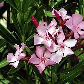 Oleander Bush Seeds (Nerium Oleander) 50 + Seeds