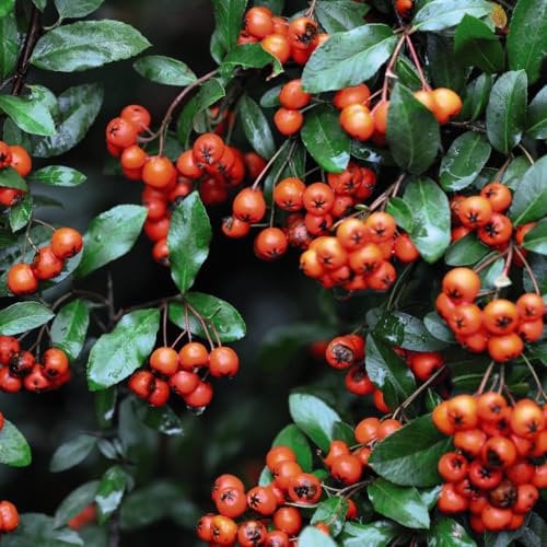Pyracantha 'Orange Glow' – Hardy Firethorn Shrub with Bright Orange Berries | Ideal for Security Hedges & Wall Training - 1x 7.5 Litre Potted Plant by Thompson & Morgan