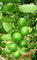 15 semi tropicale tailandese Key Lime (Citrus-Aurantifol) - SEME FRESCO