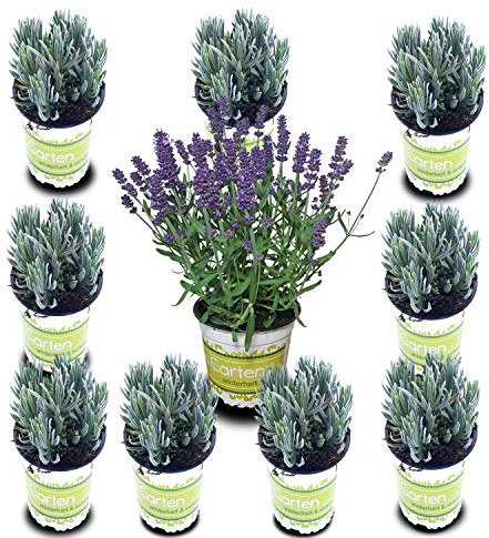 Pack de 10 Lavandas Plantas Naturales en Maceta de 12cm Lavanda