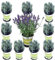 Pack de 10 Lavandas Plantas Naturales en Maceta de 12cm Lavanda