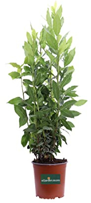 Pianta di Alloro Laurus Nobilis pianta ornamentale e aromatica da esterno pianta vera venduta da eGarden.store (Vaso 17)