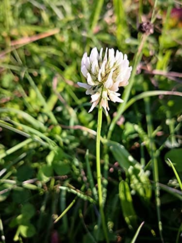 1 Kg Samen Weißklee Trifolium repens Bienen Nektar Schmetterlings Pflanze