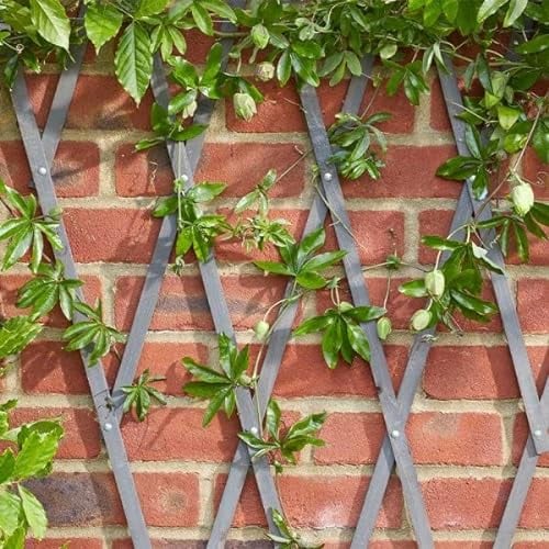 Garden Mile Treillis en bois gris robuste pour plantes grimpantes, panneau de support pour fleurs, décoration de jardin, treillage mural, panneaux de clôture, 180 x 30 cm