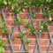 Garden Mile Treillis en bois gris robuste pour plantes grimpantes, panneau de support pour fleurs, décoration de jardin, treillage mural, panneaux de clôture, 180 x 30 cm