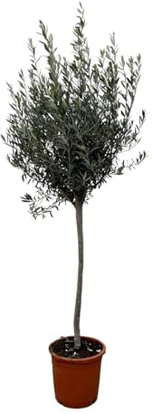 Trendyplants - Olivier sur tige - Rustique - Plante de jardin - Hauteur 150-170 cm - Pot Ø24cm - Olea Europaea sur tige