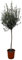 Trendyplants - Olivier sur tige - Rustique - Plante de jardin - Hauteur 150-170 cm - Pot Ø24cm - Olea Europaea sur tige
