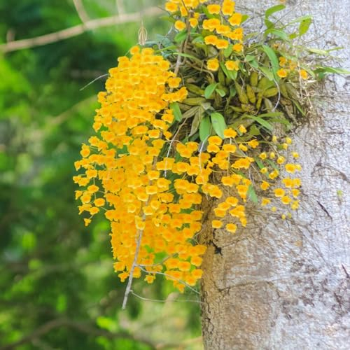 200 pcs Dendrobium nobile samen - pflanztopf blumen geschenk bienenwiese orchideen orchidee, pflanzensamen winterfeste pflanzen für garten pflanztöpfe balkon hochbeet pflanzenkübel