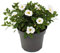 Exotenherz - Zauberglöckchen - Minihängepetunie - Calibrachoa - 12cm Topf - Set mit 3 Pflanzen - weiss
