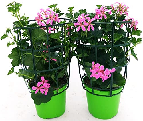POWERS TO FLOWERS - GERANIO PARIGINO ROSA HERCULES, PELARGONIUM, 2 PIANTE VASO 14, piante vere