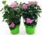 POWERS TO FLOWERS - GERANIO PARIGINO ROSA HERCULES, PELARGONIUM, 2 PIANTE VASO 14, piante vere