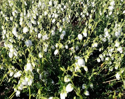 Irische Heide Daboecia cantabrica 'Alba' 15-20 cm