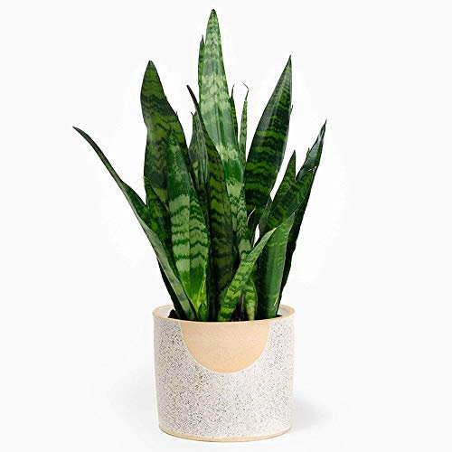 Sansevieria Black Coral | Langue de Belle-mère de 30 à 40 cm en pot | Plante d’intérieur à Vendre