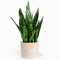 Sansevieria Black Coral | Planta Cola de Serpiente en Maceta 30-40cm | Planta de Interior