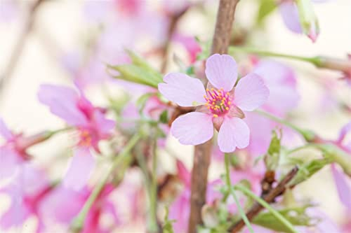 Prunus 'Okame' 100 cm Stammhöhe – Winterhart, Mehrjährig, Pflegeleicht – Zierkirsche – Ziergehölz für Garten & Vorgarten