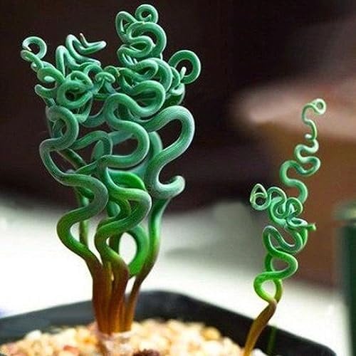 lamphle 200 Pz Rare Piante Grasse Casa Giardino Spirale Primavera Erba Semi Bonsai Per Piantare Giardino