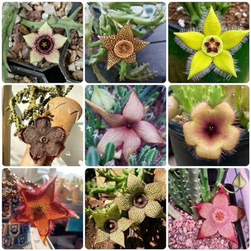 50 pz semi succulenti di Stapelia, Piante da balcone, piante perenni resistenti, semi di piante d'appartamento (Orbea pulchella) Vaso succulento, piante decorative vere piante in vaso,