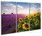 Bild Bilder auf Leinwand Lavendel und Sonnenblumen Felder, Provence Wandbild, Poster, Leinwandbild NTG