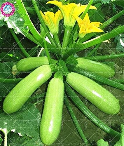 Casavidas Samen-Paket: 10pcs Squash Bonsai Cucurbita pepo China Horn n Leckere Bio-Gemüse gut für heth Hause gard Topf s ing