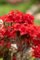 Rhododendron obtusum 'Maraschino' 25-30 cm - Azalee, leuchtend rote Blüten, Blütezeit April-Mai, ideal für Kübel und Beete, winterhart und pflegeleicht