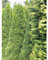 Lebensbaum Thuja Smaragd 100-120 cm. 30 Koniferen. Immergrüne Heckenpflanze