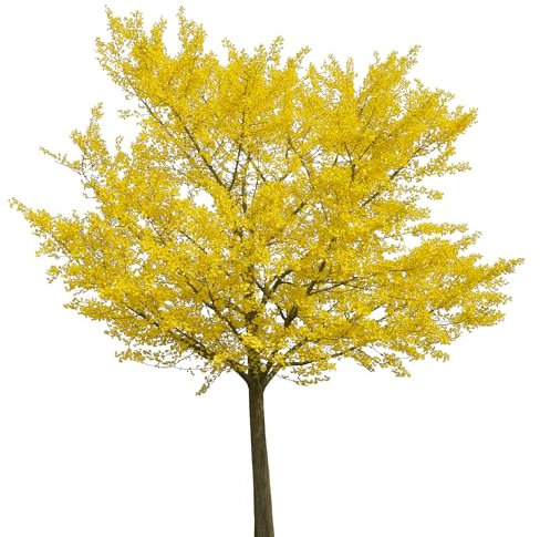 SAVINI VIVAI Pianta di Ginkgo Biloba Albero in vaso 22-24 cm Altezza 200 cm Made in Italy