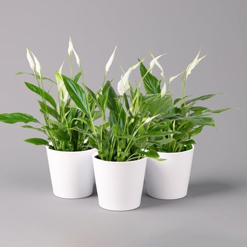 Einblatt 'Bellini', Topf-Ø 13 cm, mit Topf Dallas weiß, 2 Pflanzen